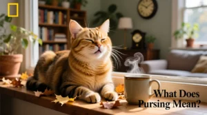 Read more about the article What Does Purring Mean? Full Guide to Cat Purr Meanings